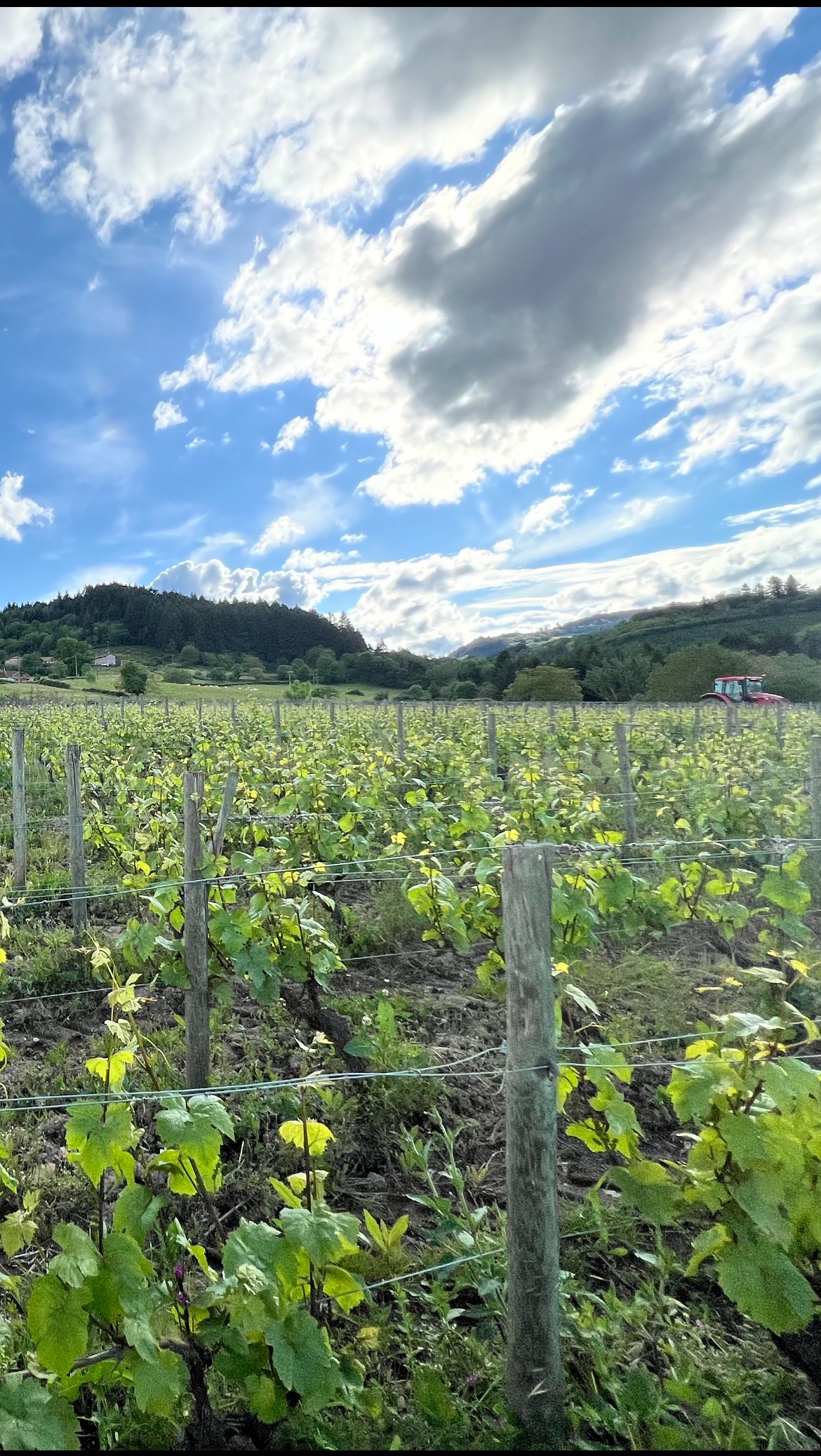 Septembre saison des vendanges : les vins Corse