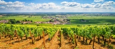 côte de nuits