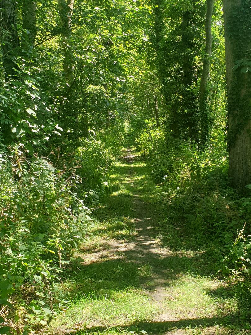 Vivre à Marchiennes : un environnement naturel précieux face aux fortes chaleurs