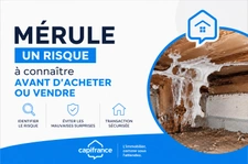 Mérule : un risque à connaître avant d’acheter ou vendre