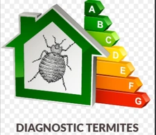Diagnostic termites en Sarthe