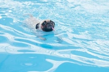 Animaux de compagnie et piscine privée : les précautions