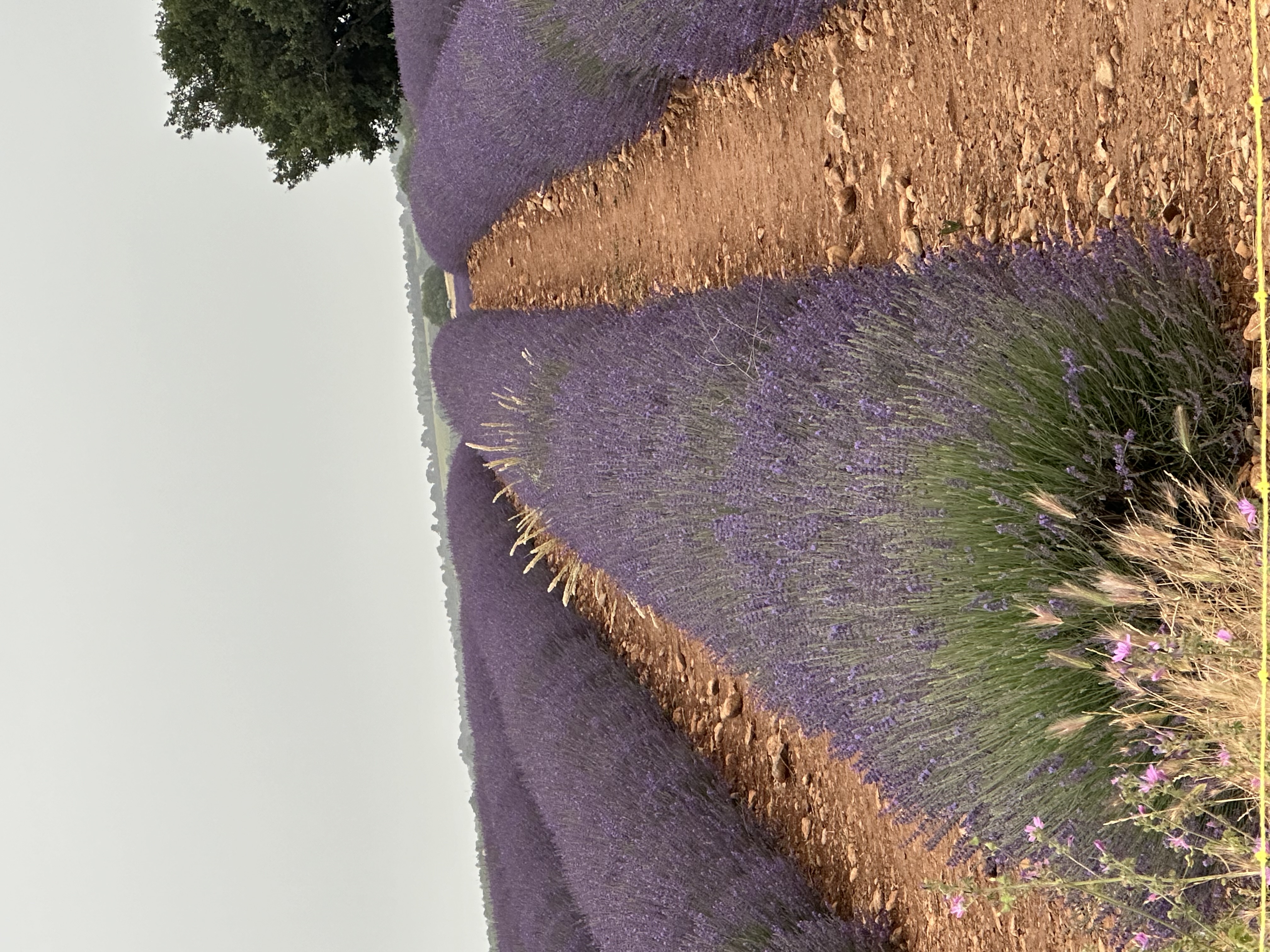 VALENSOLE