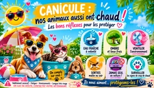 🌞🐶🐱 Canicule : nos animaux aussi souffrent de la chaleur !