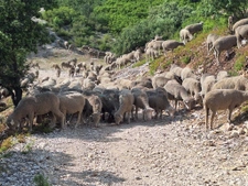 Écopâturage à La Fare-les-Oliviers : les moutons entre plaine et colline