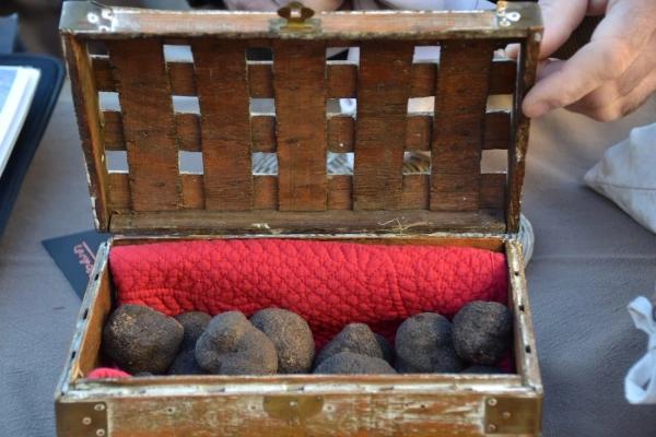 La Truffe Noire à l’Honneur à Saint-Paul-Trois-Châteaux