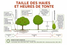 Taille des haies et des arbres : quelles sont les règles à respecter ?
