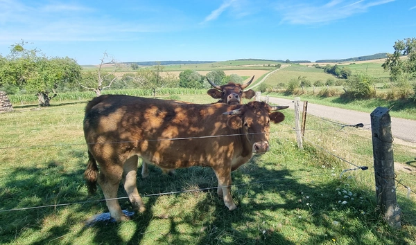 Gironcourt-sur-Vraine