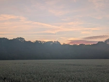 La forêt de Nieppe