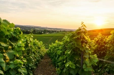BLANCS COTEAUX
