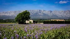 capifrance