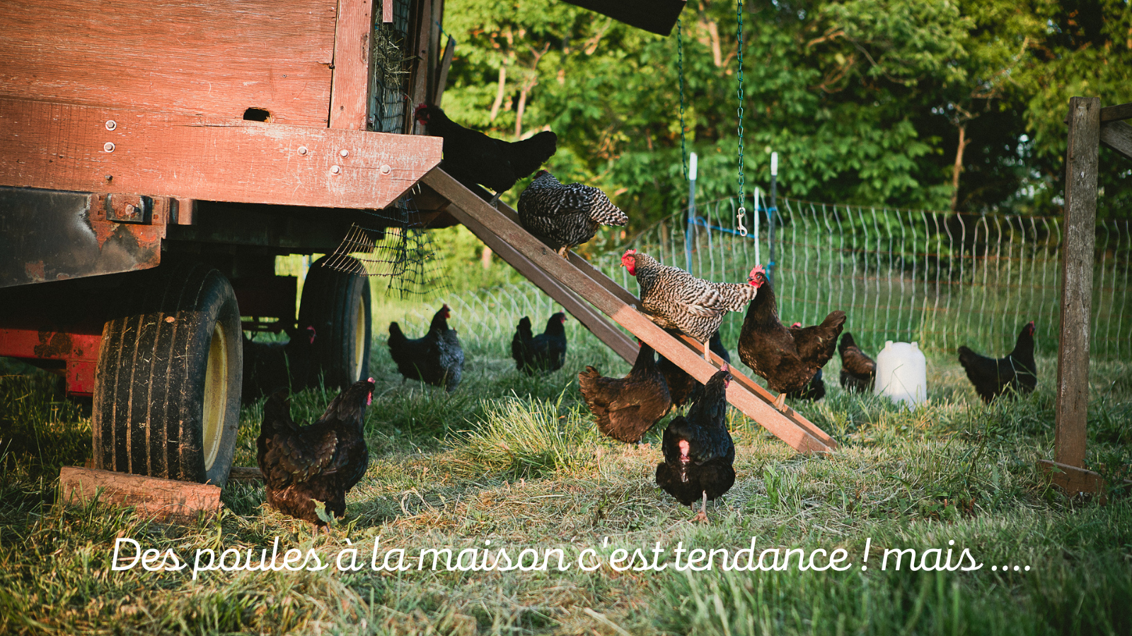UN POULAILLER A LA MAISON