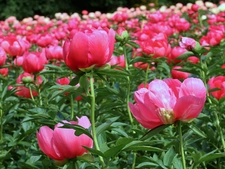 Producteur de pivoines