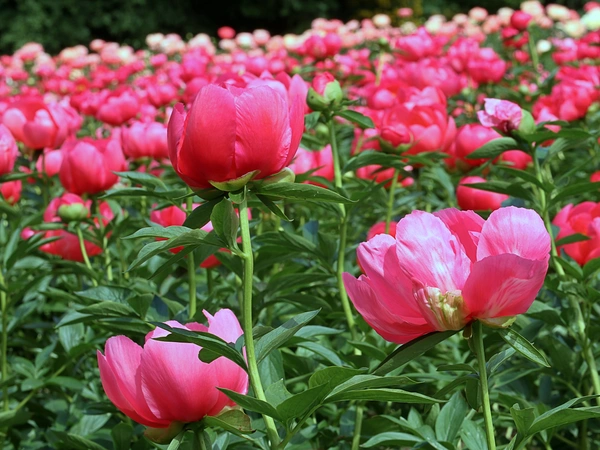Producteur de pivoines