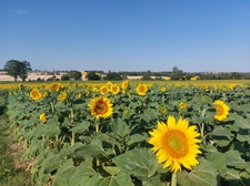Lauragais : les céréales offrent un spectacle unique en été