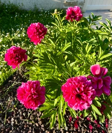 Le printemps et l'immobilier