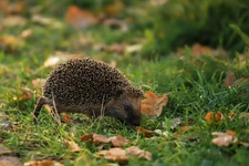 Les animaux utiles au jardin : comment favoriser la biodiversité en Alsace