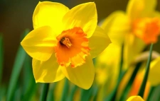 Le printemps : la meilleure période pour vendre son bien