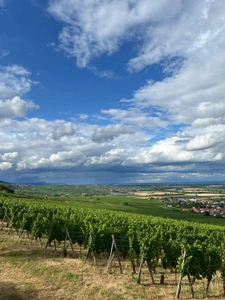 Pfaffenheim