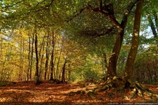 Sèvres
