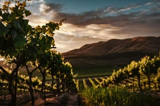 Cazedarnes : Authenticité Rurale et Vignobles
