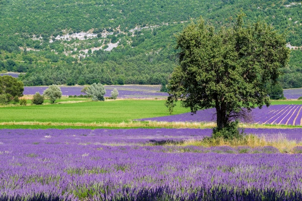 Luc-en-Diois