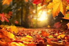 🍂 Déco d’automne : 5 idées simples pour transformer votre intérieur