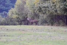 Le brame du cerf en Sologne et en forêt d’Orléans