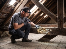Mérule dans une maison : comment la détecter avant une vente