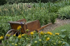 Que faire au jardin fin mai...