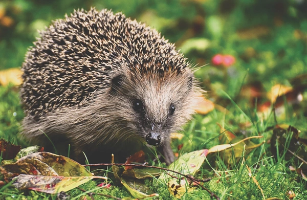 Les bienfaits du hérisson dans votre jardin à Sarreguemines