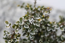 Que faire au jardin en hiver ?