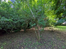 GUEMENE SUR SCORFF MAISON BOURGEOISE À RÉNOVER DE 5 PIÈCES 131M² ENVIRON TROIS DÉPENDANCES EN PIERRE SOUS ARDOISE PARCELLE DE 1740M²