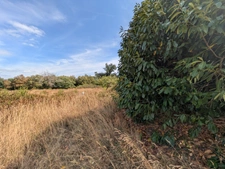 NOSTANG PROPRIÉTÉ COMPOSÉE D'UNE MAISON EN PIERRE À RÉNOVER AVEC TROIS DÉPENDANCE UN PUITS ET 21 HECTARES ENVIRON