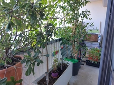 Appartement 3 pièces à vendre en viager occupé HAUT-CENON