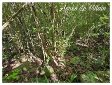 Terrain Borné 2 382 m2 à Massieux