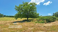 Maison à rénover avec grange en pierre, source et 7 000 m² de terrain - Saint Gervais Sous Meymont (63)