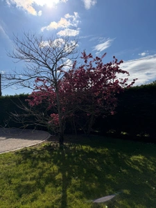 Maison à vendre 4 pièces SAINT CYR SUR MENTHON (01)