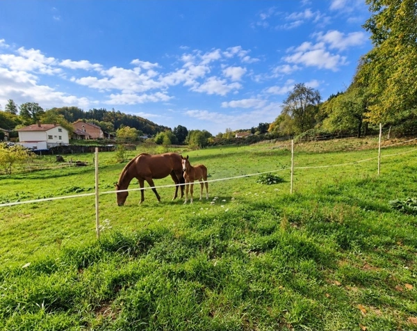 Propriété MAISON à vendre 8 pièces à EPINAL (88) avec DEPENDANCES sur 6262 m2 de TERRAIN