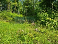 Terrain de loisirs boisé à vendre  proche de VITTEL (88)