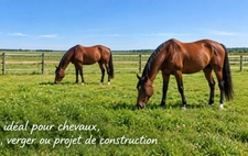 Propriete à vendre 8 pièces à 25 mn de REIMS (51) PROPRIÉTÉ avec MAISON et FERME sur environ 1,2 ha de TERRAIN