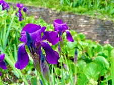 Dpt Rhône (69), à vendre CHAPONNAY maison P6 de 160 m² - Terrain de 1 450,00 m² 