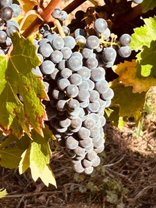 Propriete viticole bio AOP Faugères à vendre  ROQUESSELS (34) 9,8ha de vignes 28ha de landes caves 572m²