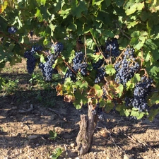 Propriete viticole bio AOP Faugères à vendre  ROQUESSELS (34) 9,8ha de vignes 28ha de landes caves 572m²
