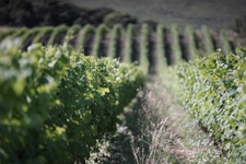 Propriete viticole bio AOP Faugères à vendre  ROQUESSELS (34) 9,8ha de vignes 28ha de landes caves 572m²