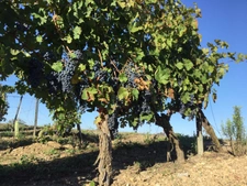 Propriete viticole bio AOP Faugères à vendre  ROQUESSELS (34) 9,8ha de vignes 28ha de landes caves 572m²