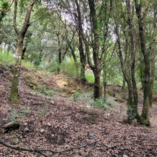 Dpt Corse (20), à vendre LEVIE terrain 