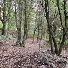 Dpt Corse (20), à vendre LEVIE terrain 