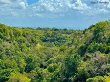 EN EXCLUSIVITE - PROPRIETE & SON JARDIN TROPICAL - SAINTE ANNE