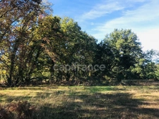 Dpt Cher (18), à vendre LE CHAUTAY terrain constructible 1 hectare